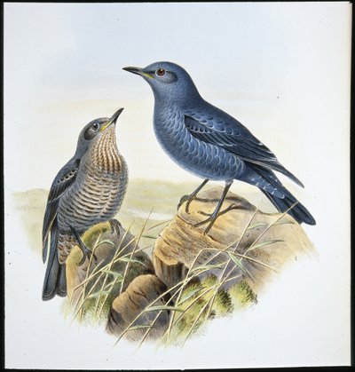 Blå stendrossel (Petrocossyphus Cyanus) (håndfarvet litho) af John (after) Gould