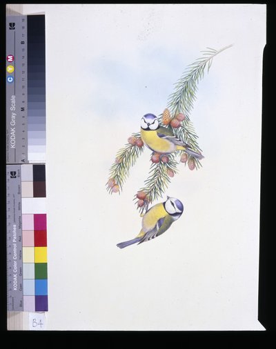 Blåmejse (Parus Caeruleus) (håndfarvet litho) af John (after) Gould