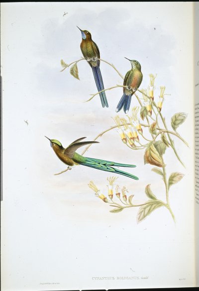 Boliviansk sylf (Cynanthus Bolivianus) (håndfarvet litho) af John (after) Gould