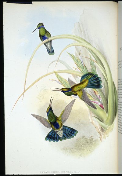 Boliviansk violet øre (Petasophora Iolata) (håndfarvet litho) af John (after) Gould