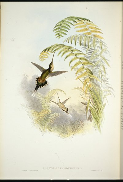 Bourciers Eremit (Phaethornis Bourcieri) (håndfarvet litho) af John (after) Gould