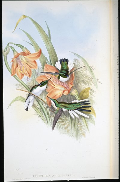 Brasiliansk fe (Heliothrix Auriculatus) (håndfarvet litho) af John (after) Gould