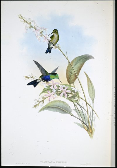 Brasilianske Panoplites (Thalurania Eryphile) (håndfarvet litho) af John (after) Gould