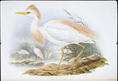 Buff-backed Heron (Bubulcus Rassatus) (håndfarvet litho) af John (after) Gould