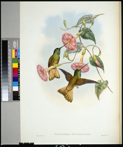 Buff-tailed Star-frontlet (helianthea osculans) (håndfarvet litho) af John (after) Gould