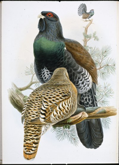 Capercailzie (Tetrao Urogallus) (håndfarvet litho) af John (after) Gould