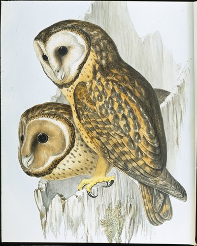 Kastanjebeklædt ugle (Strix Castanops) (håndfarvet litho) af John (after) Gould