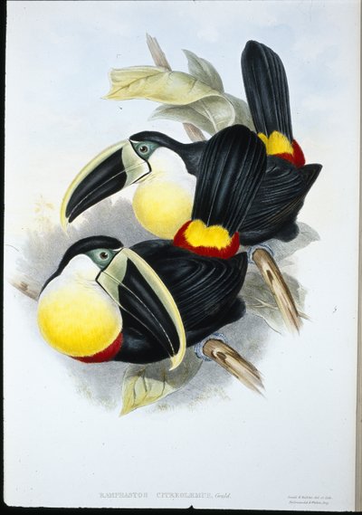 Citron-breasted Tucan (Ramphastos Citreolaemus) (håndfarvet litho) af John (after) Gould