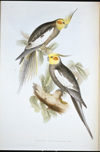 Kakadueparakit (New Holland Nymph) (håndfarvet litho) af John (after) Gould