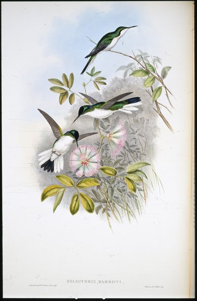 Columbian Fairy (Heliothrix Barroti) (håndfarvet litho) af John (after) Gould