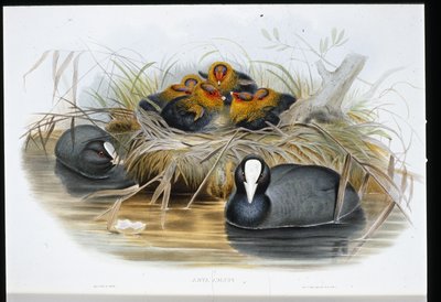 hønsehøne (Fulica Atra) (håndfarvet litho) af John (after) Gould