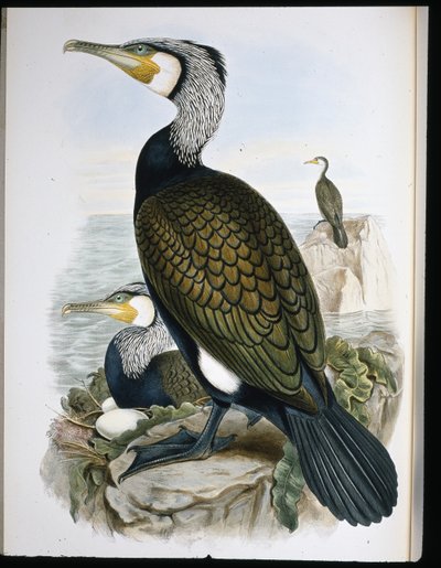 Skarv (Phalacrocorax Carbo) (håndfarvet litho) af John (after) Gould