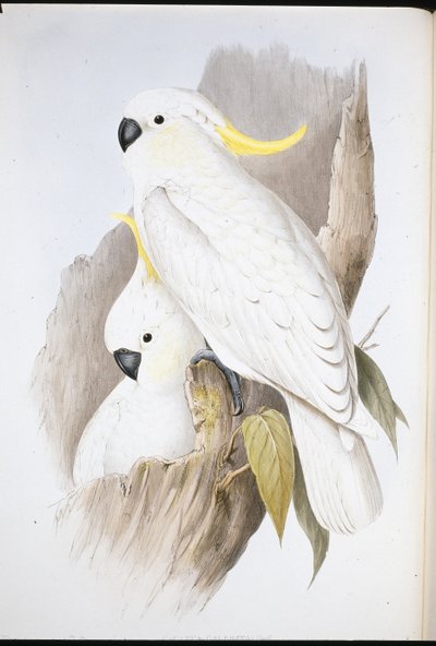 Crested Cockatoo (Cacatua Galerita) (håndfarvet litho) af John (after) Gould