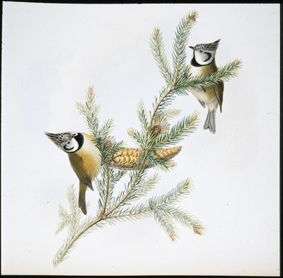 Kammejse (Parus Cristatus) (håndfarvet litho) af John (after) Gould