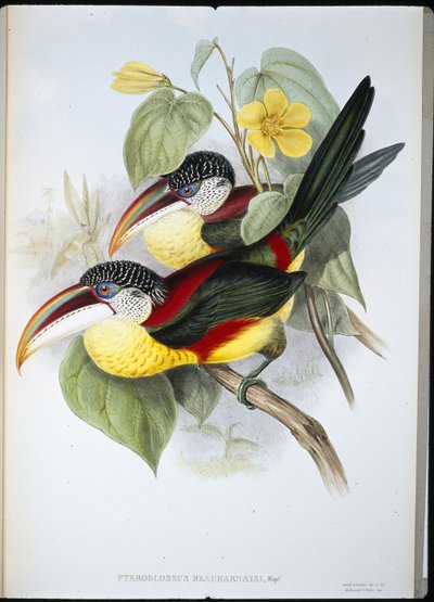 Curl-crested Aracari (Pteroglossus Beauharnaisi) (håndfarvet litho) af John (after) Gould