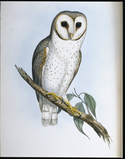 Delikat ugle (Strix Delicatulis) (håndfarvet litho) af John (after) Gould