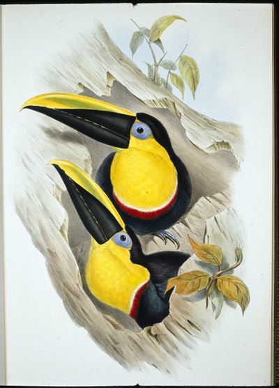 Tvivlsom tukan (Ramphastos Ambiguus) (håndfarvet litho) af John (after) Gould