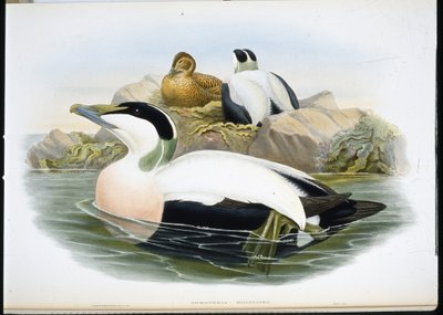 Edderfugl (Somateria Mollissima) (håndfarvet litho) af John (after) Gould