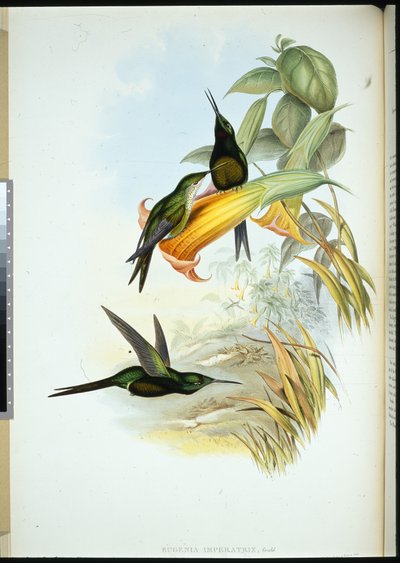Kejserinde Humming-bird (Eugenia Imperatrix) (håndfarvet litho) af John (after) Gould