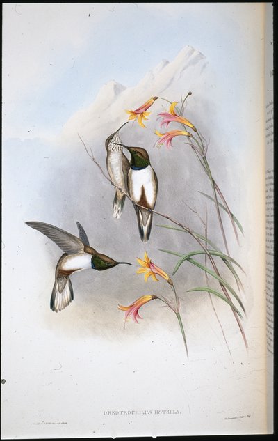 Estellas bakkestjernekolibri (Oreotrochilus Estella) (håndfarvet litho) af John (after) Gould