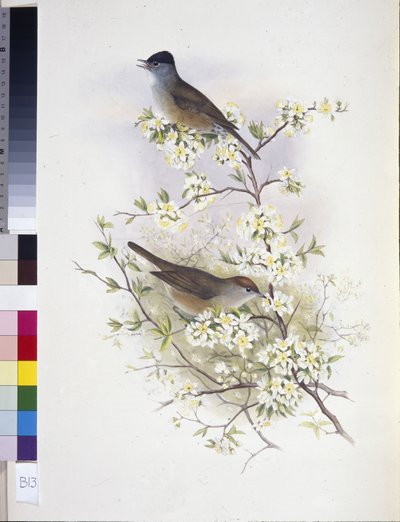 Eurasian Blackcap (Sylvia atricapilla) (håndfarvet litho) af John (after) Gould