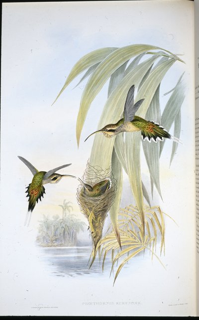 Eurynome Eremit (Phaethornis Eurynome) (håndfarvet litho) af John (after) Gould
