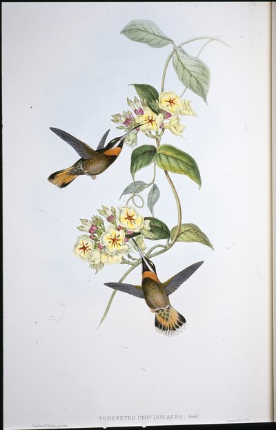 Fawn-tailed Pigt-hals kolibri (Threnetes Cervinicauda) (håndfarvet litho) af John (after) Gould