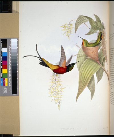 Fiery Topaz (topaza pyra) (håndfarvet litho) af John (after) Gould