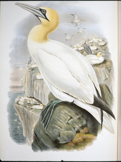 Ganet (Sula Bassana) (håndfarvet litho) af John (after) Gould