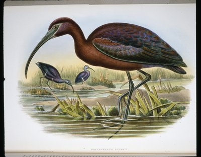 Blank stenbuk (Falcinellus Igneus) (farvet gravering) af John (after) Gould