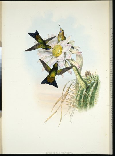 Glødende puff-leg (Eriocnemis Dress) (håndfarvet litho) af John (after) Gould