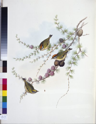 Goldcrest (Ragels Regles) (Hand-Cubed Litho) af John (after) Gould