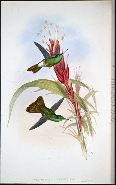 Guldhalet fjerblåfugl (Hypuroptila Urochrysia) (håndkoloreret litografi) af John (after) Gould