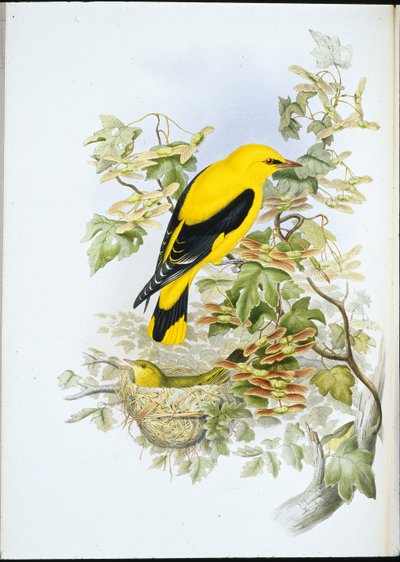 Golden Oriole (Oriolus Galbula) (håndfarvet litho) af John (after) Gould