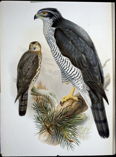 Høge (Astur Palumbarius) (håndkoloreret litografi) af John (after) Gould