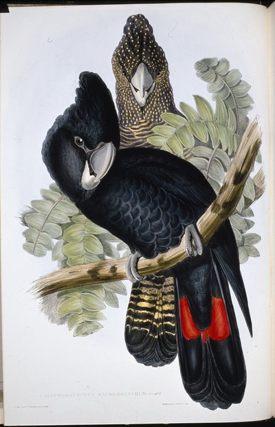 Stor næbbet sort kakadue (Calyptorhynchus Macrorhynchus) (håndfarvet litho) af John (after) Gould