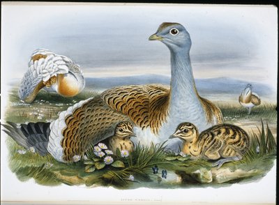 Stor Trap (Otis Tarda) (håndfarvet litho) af John (after) Gould