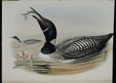 Great Northern Diver (Colymbus Glacialis) (håndfarvet litho) af John (after) Gould