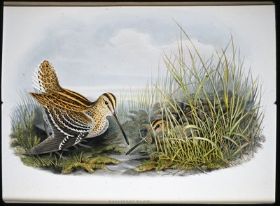 Stor Snipe (Gallinaco Major) (håndfarvet litho) af John (after) Gould