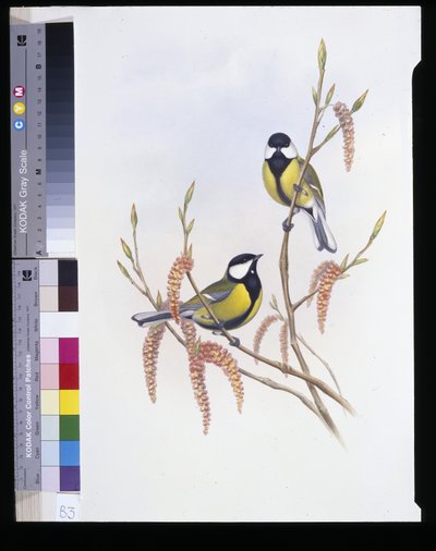 Stormejse (Parus Major) (håndfarvet litho) af John (after) Gould