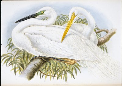 Stor hvid hejre (Herodias Alba) (håndfarvet litho) af John (after) Gould