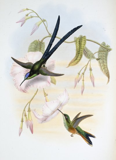 Stor gaffelhale kolibri (Hylonymphia Macrocerca) (håndfarvet litho) af John (after) Gould
