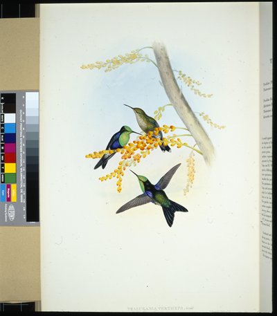 Grønkronede Panoplites (thalurania verticeps) (håndfarvet litho) af John (after) Gould
