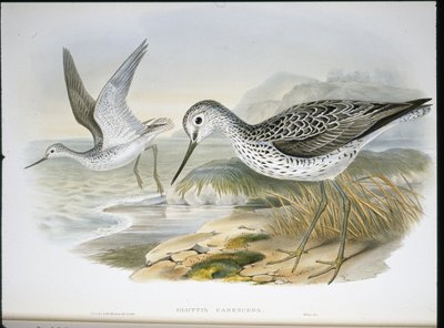 Greenshank (Glottis Canescens) (håndfarvet litho) af John (after) Gould