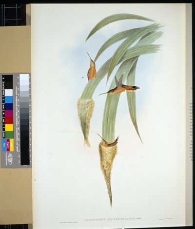 Gråhalset eremit (phaethornis griseogularis) (håndfarvet litho) af John (after) Gould
