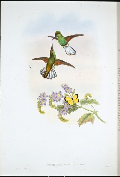 Grå stribehale (Eupherusa Poliocerca) (håndfarvet litho) af John (after) Gould