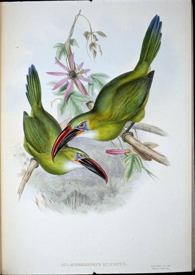Groove-Bill Toucan (Aulacorhamphus Sulcatus) (håndfarvet litho) af John (after) Gould