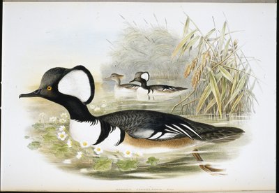 Hætte-merganser (Mergus Cucullatus) (håndfarvet litho) af John (after) Gould