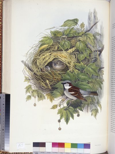Husspurv (Passer domesticus) (håndfarvet litho) af John (after) Gould
