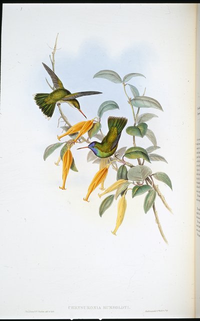 Humboldts kolibri (Chrysuronia Humboldti) (håndfarvet litho) af John (after) Gould